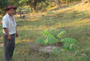 smallholder in plantation